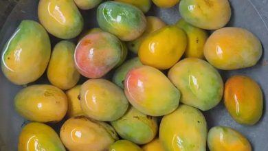 mangoes: மாம்பழங்களை சாப்பிடுவதற்கு முன்பு ஏன் தண்ணீரில் ஊறவைக்க வேண்டும்?